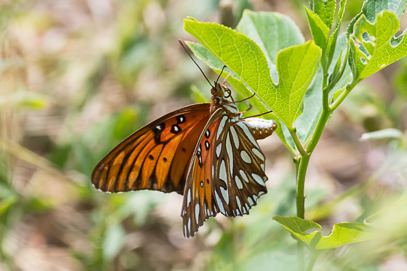 Gulf Fritillary